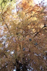 公園の大木