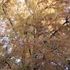 公園の大木