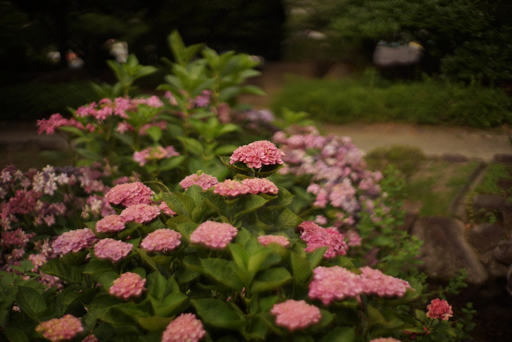 終わりかけの紫陽花