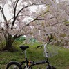 愛車と花見