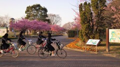 お花見へ