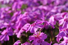 芝桜の季節