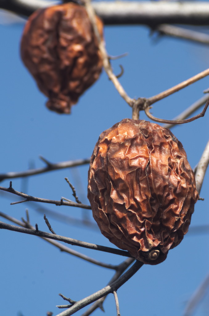 この～実何の実？