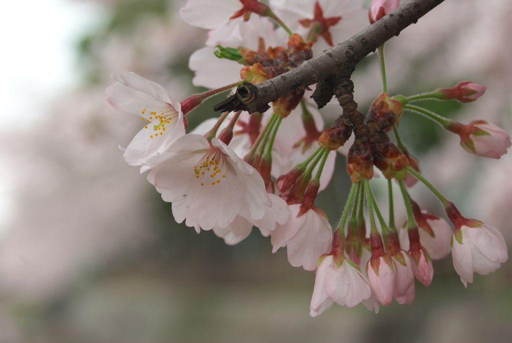 桜もジャンクでマクロ