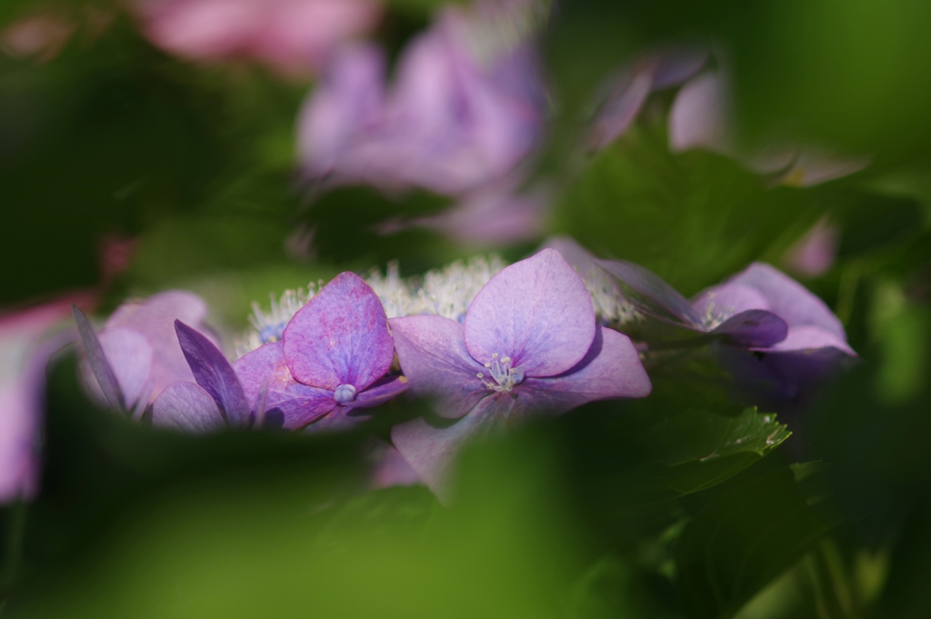 紫陽花
