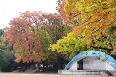 公園の紅葉