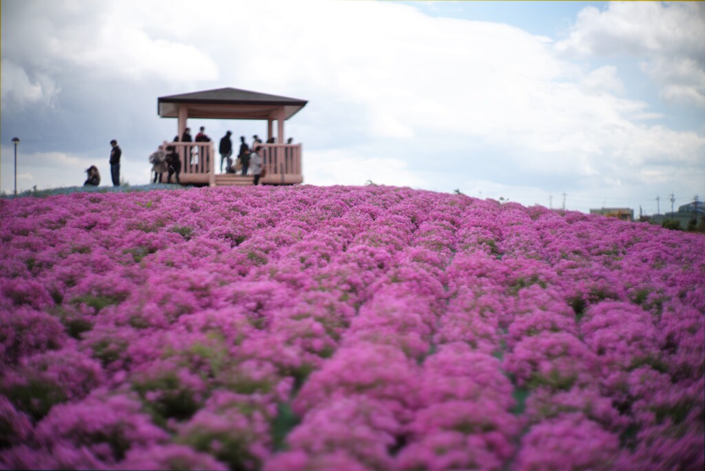 芝桜