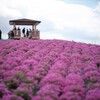 芝桜