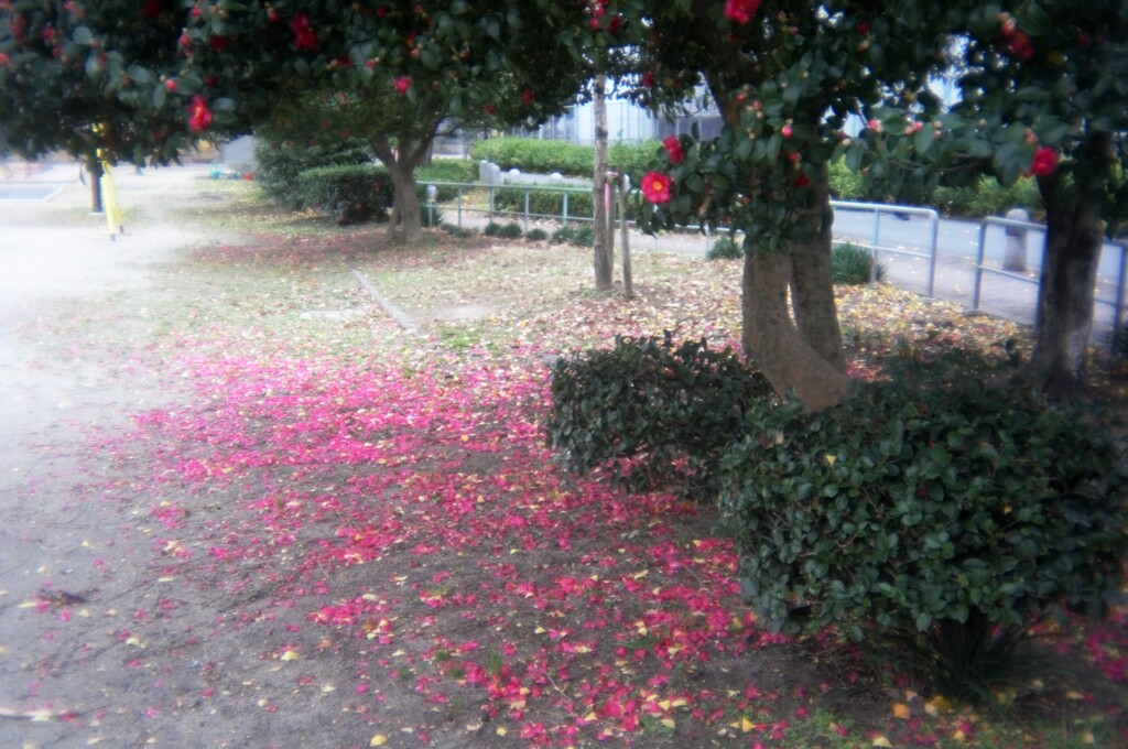 花びら