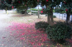 花びら