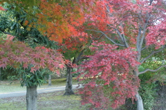 紅葉の散歩道
