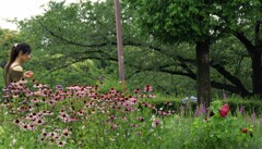 公園の花壇