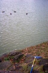 公園の池