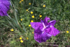 花しょうぶ