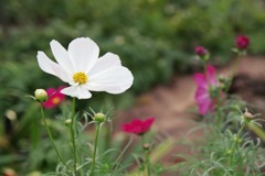 秋桜