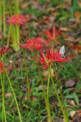 彼岸花と蝶