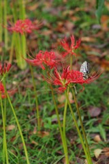 彼岸花と蝶