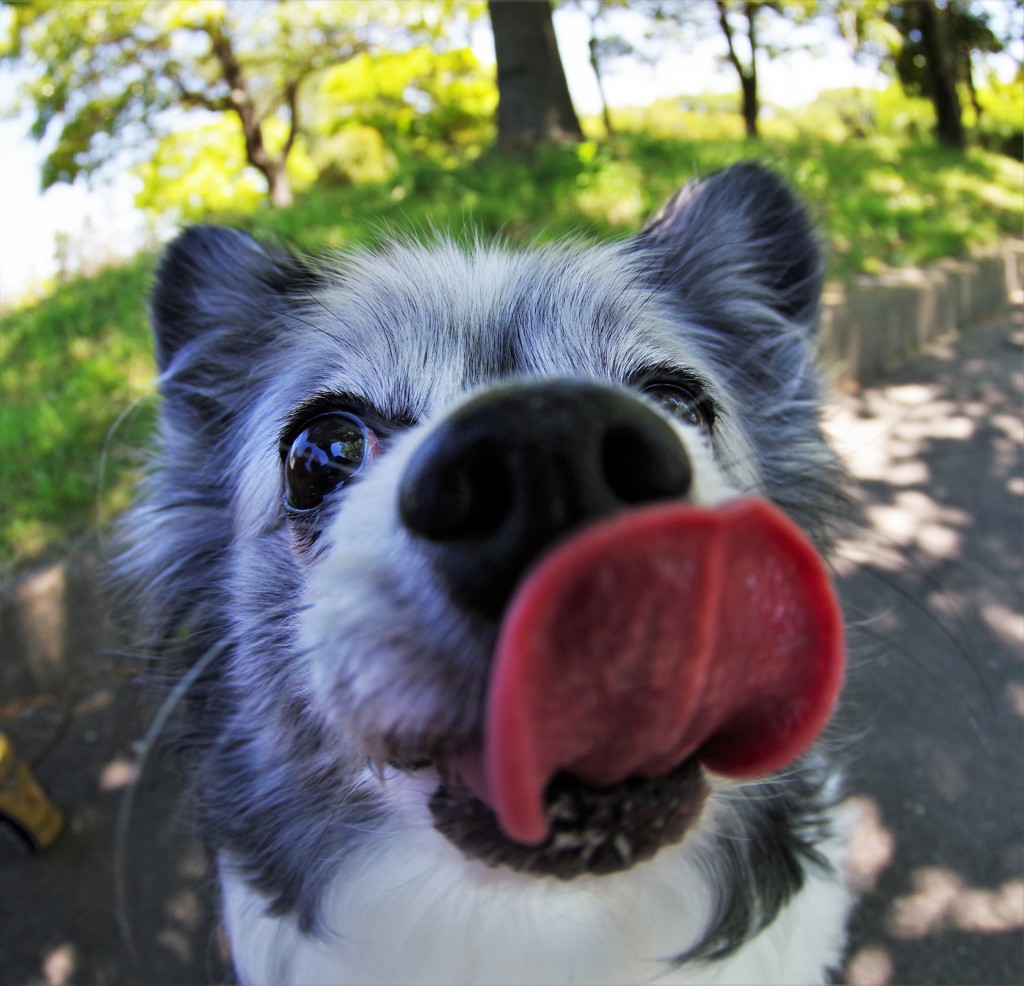 おやつくれよん