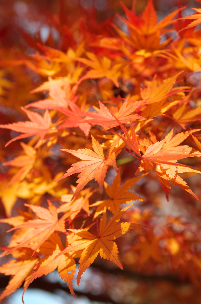 紅葉、最後の最後