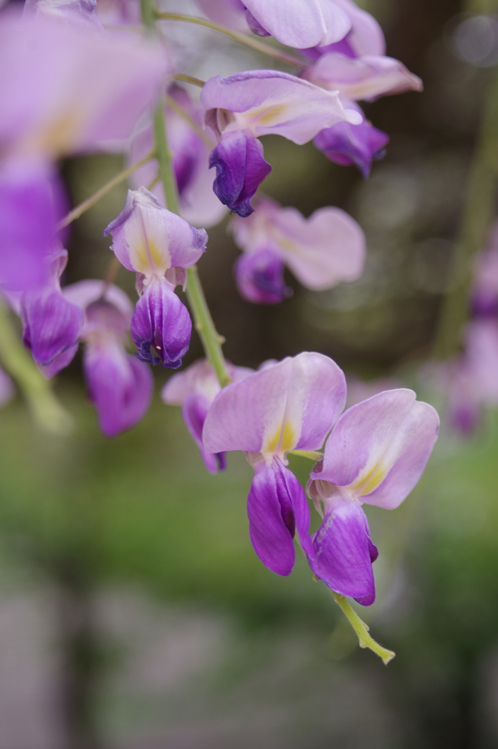 藤の花