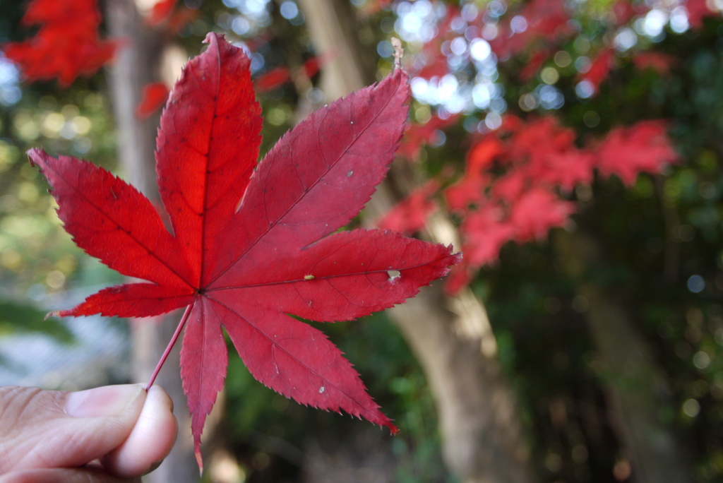 紅葉狩り