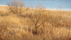 冬の河原 冬の河原