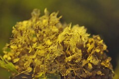 ドライフラワー