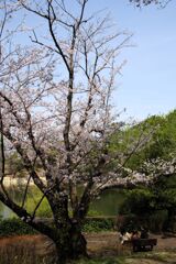 池のほとり