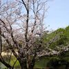池のほとり