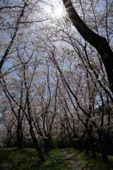 空と桜並木