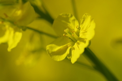 菜の花
