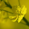 菜の花