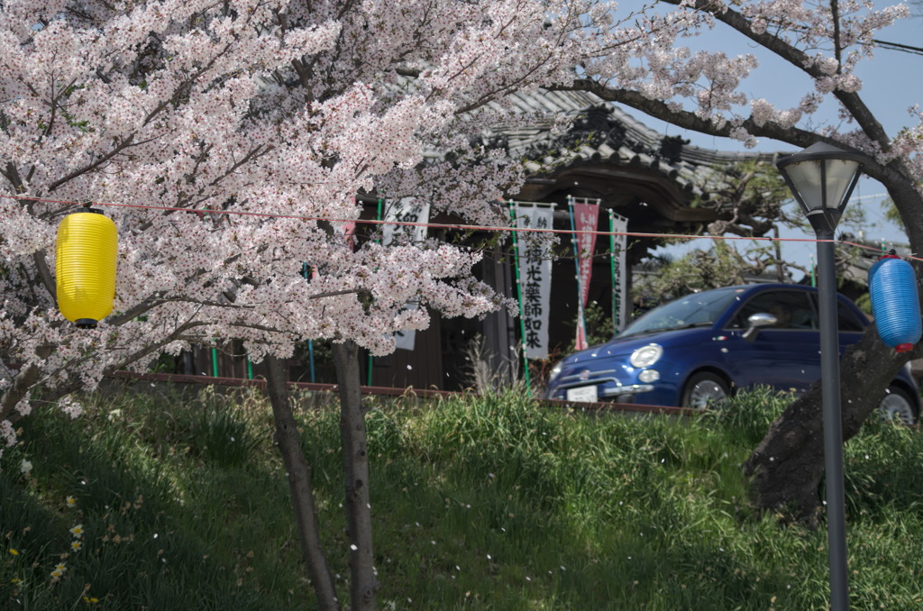 桜吹雪