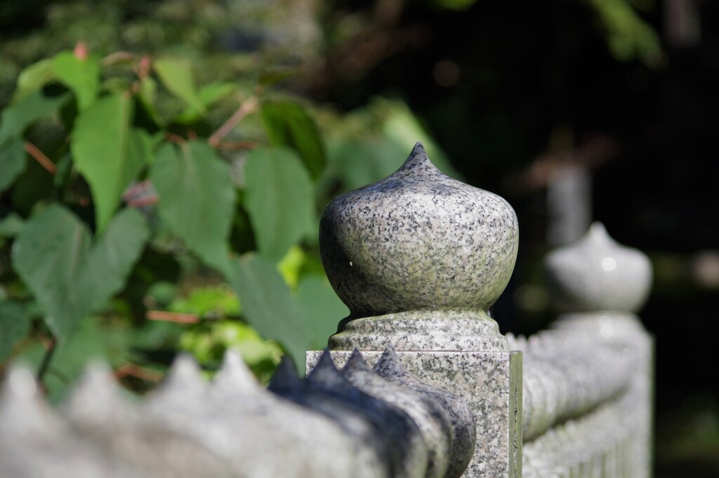 玉ねぎ