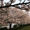 桜並木