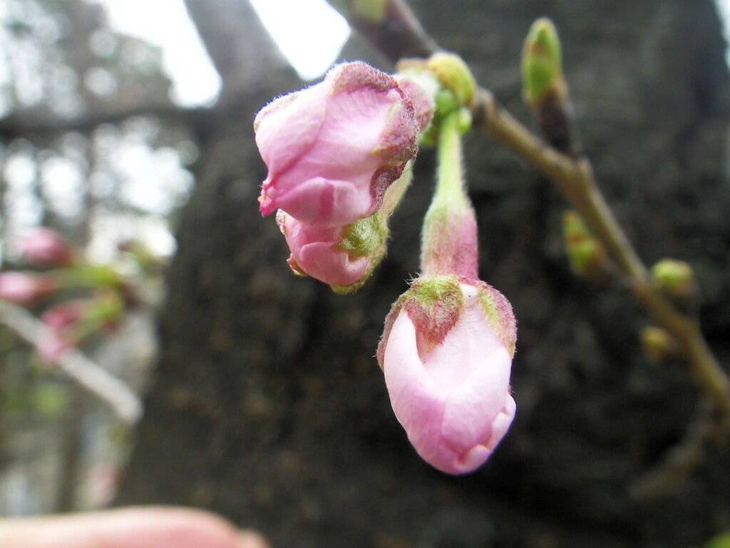 今年は遅い