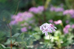 芝桜4