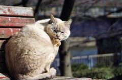 何かようかニャン？