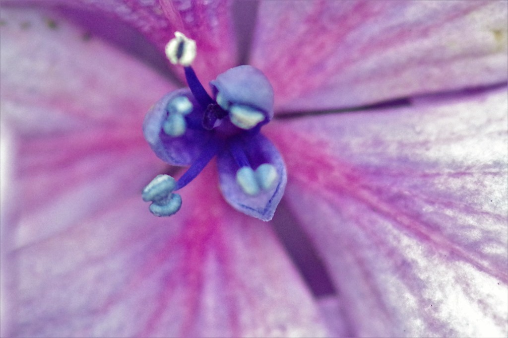 紫陽花5