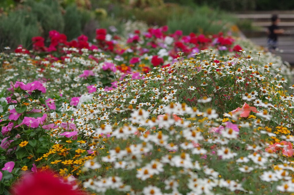 秋の花壇
