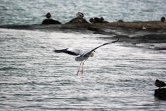 足を出せ！着陸準備