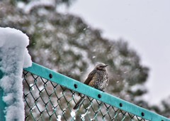 雪に願いを