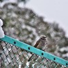 雪に願いを