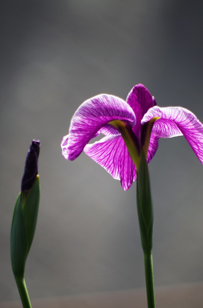 菖蒲