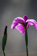 菖蒲