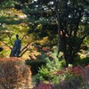 公園の紅葉