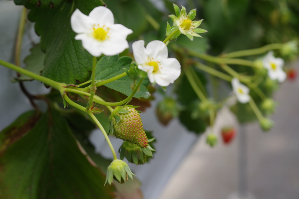 苺の花