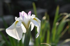 照らされた菖蒲
