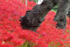 土手の彼岸花