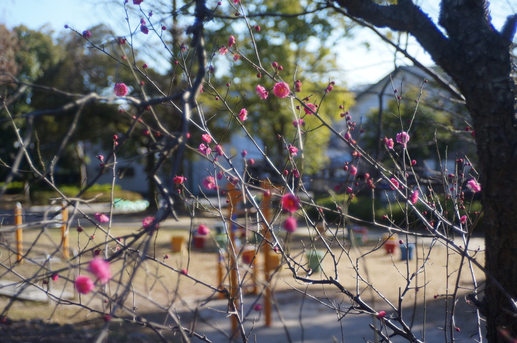 公園にも春